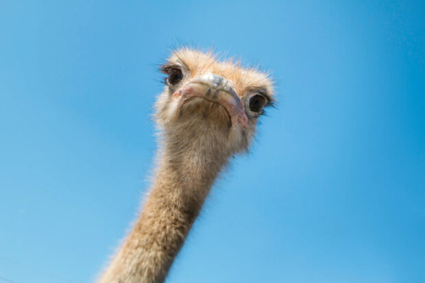 A curious ostrich looks directly at the camera against a clear blue sky, HD Desktop Wallpaper