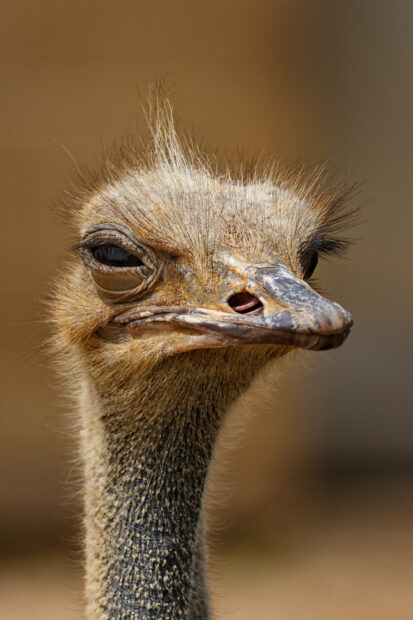 A close up view of a curious ostrich with detailed feathers, 2K Mobile Wallpaper