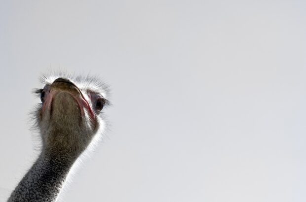 A curious ostrich looking directly at the camera with a clear sky background, 2K Mobile Wallpaper