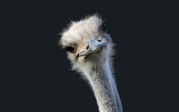 A close up of a curious ostrich looking at the camera with a dark background, HD Desktop Wallpaper