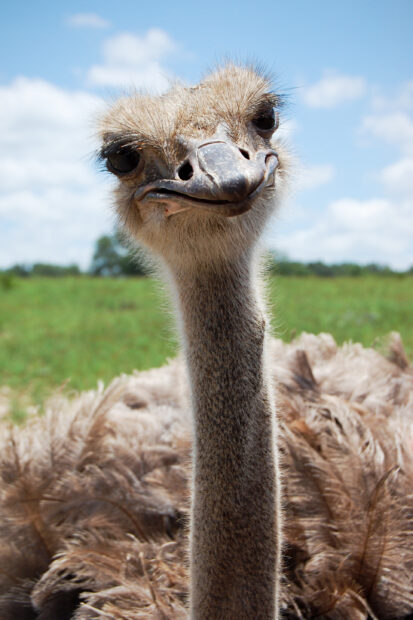 A curious ostrich is looking directly at the camera in a green field, 2K Mobile Wallpaper
