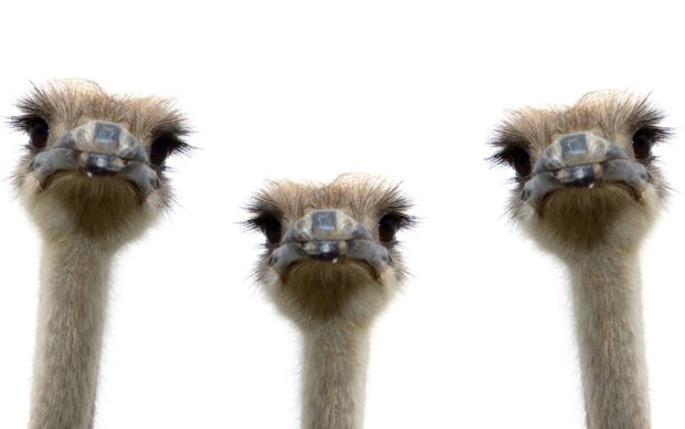 Three ostrich faces looking curious against white background, 2K Desktop Wallpaper
