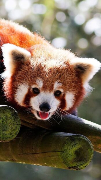 A baby animal wallpapers showing a red panda lying on a tree branch with its tongue out, HD Phone Wallpaper