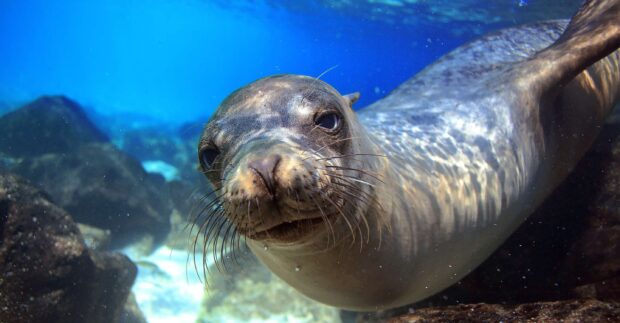 A curious sea lion swims near rocks in the Galapagos Islands ocean, 2K Desktop Wallpaper