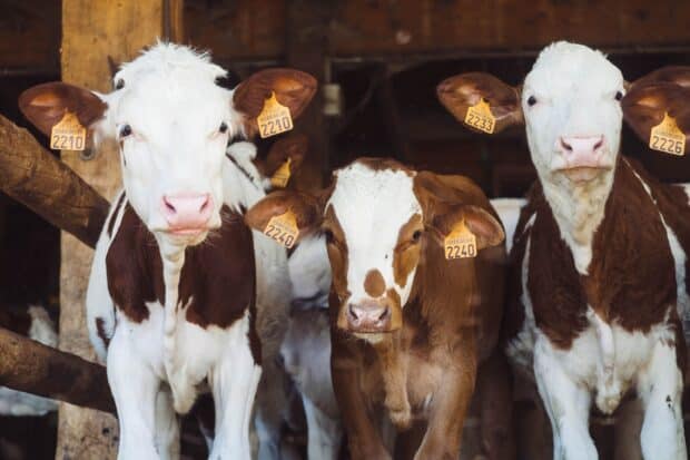 Three young calves standing close in the barn with ear tags and looking curious, 2K Desktop Wallpaper