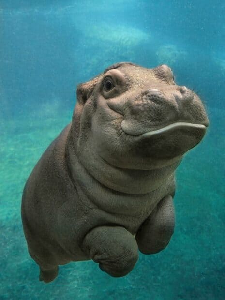 A close up of a curious young hippopotamus swimming underwater in clear blue water, HD Phone Wallpaper