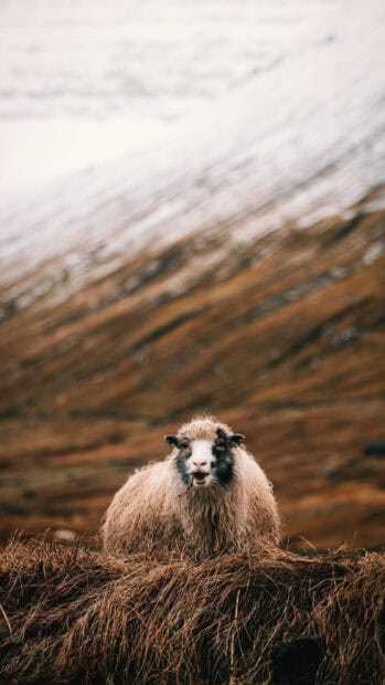 A curly sheep with black and white face stands on dry grass in a farm landscape, HD Mobile Wallpaper