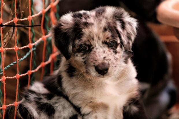 A cute Aussiedor puppy with black and white fur is sitting next to a colorful net, 2K Desktop Wallpaper