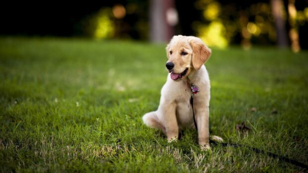 A happy Aussiedor puppy sitting outdoors on the grass during a sunny day, HD Desktop Wallpaper