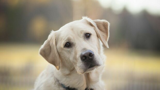 A Labrador looks carefully with soft eyes and light fur in an outdoor setting, HD Desktop Wallpaper
