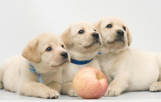 Three Labradors looking curious, HD Desktop Wallpaper