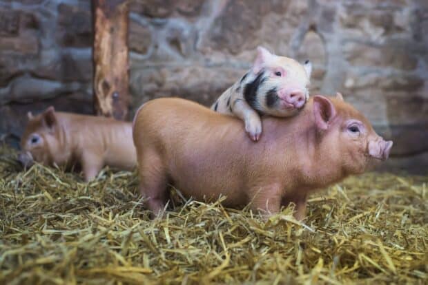 Two farm animals piglets are resting on straw inside a barn, HD Desktop Wallpaper