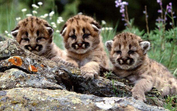 The baby animal wallpapers show three young cubs lying on rocks in natural grass, HD Desktop Wallpaper