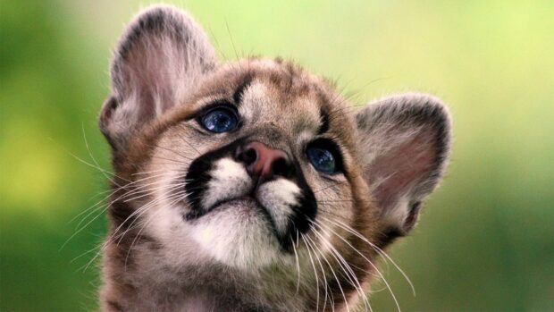 A baby animal with blue eyes looks attentively against a green background, HD Desktop Wallpaper