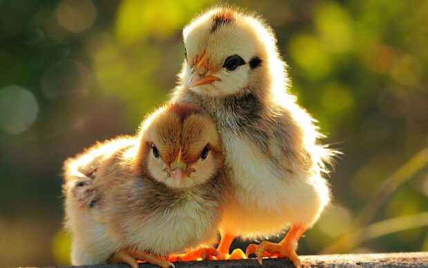 Two baby chicks are cuddling softly in warm sunlight with a blurred green background, HD Desktop Wallpaper