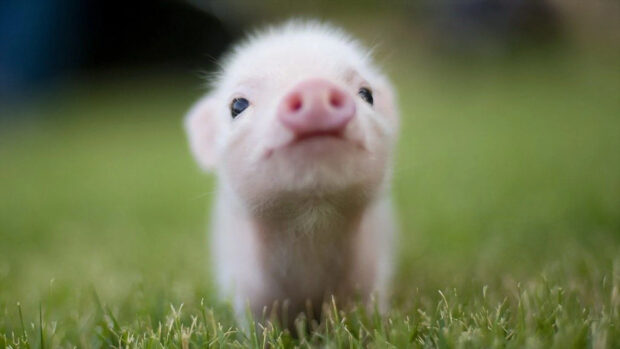 A baby animal wallpapers featuring a cute piglet standing on grass, HD Desktop Wallpaper