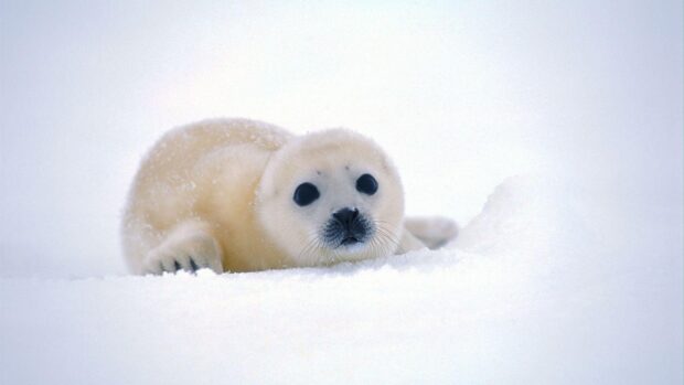 A baby seal lies peacefully on white snow in a cold environment, HD Desktop Wallpaper