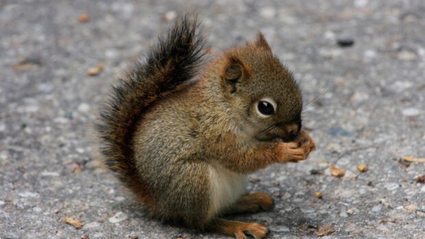 A baby squirrel is sitting and eating a nut on the ground in this close up shot, HD Desktop Wallpaper