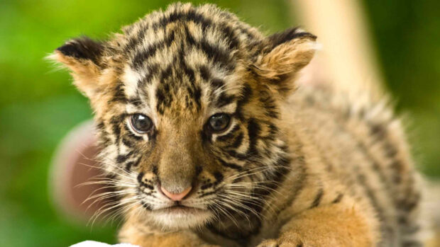 A baby tiger with expressive eyes and detailed fur pattern rests calmly, 4K Desktop Wallpaper
