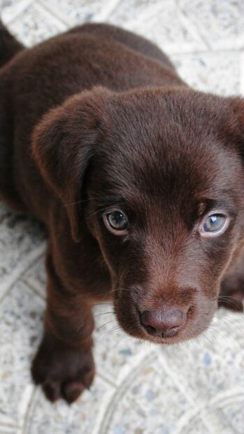 A close up of a brown Labrador puppy looking up with curious eyes, HD Mobile Wallpaper