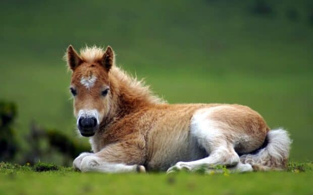 A young foal lies on green grass with a soft coat in farm animals wallpapers, HD Desktop Wallpaper