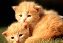Two adorable ginger kittens resting closely on grass with soft fur, HD Desktop Wallpaper