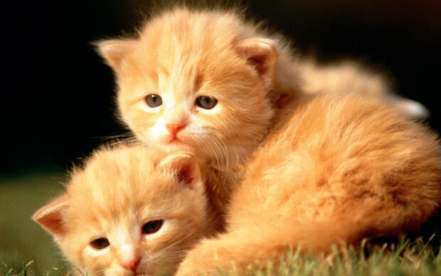 Two adorable ginger kittens resting closely on grass with soft fur, HD Desktop Wallpaper