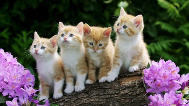 Four young kittens sit closely on a tree branch surrounded by purple flowers in a garden, 4K Desktop Wallpaper