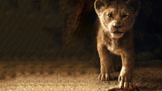 A young lion cub is walking cautiously on the sandy ground, looking ahead, 4K Desktop Wallpaper