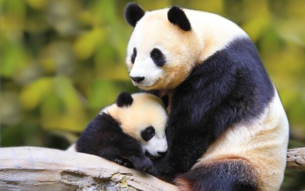 A baby panda is being gently hugged by an adult panda in a natural setting, HD Desktop Wallpaper