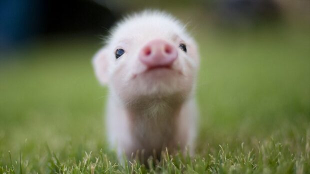 A small piglet is standing on grass looking curious in this farm animals wallpapers, HD Desktop Wallpaper