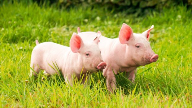 Two piglets are standing together in the green grass in this farm animals wallpaper, HD Desktop Wallpaper
