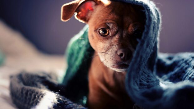 A baby animal wrapped in a knitted blanket looking curiously at the camera, 4K Desktop Wallpaper