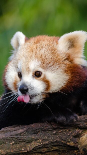 A baby animal with reddish fur and white markings licking its nose on a tree branch, HD Phone Wallpaper