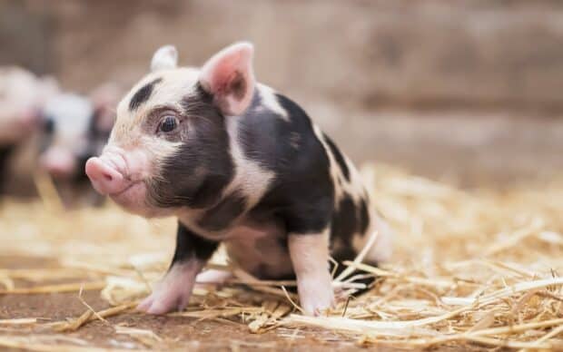 A cute spotted piglet is standing on straw in a barn setting farm animals wallpapers, HD Desktop Wallpaper