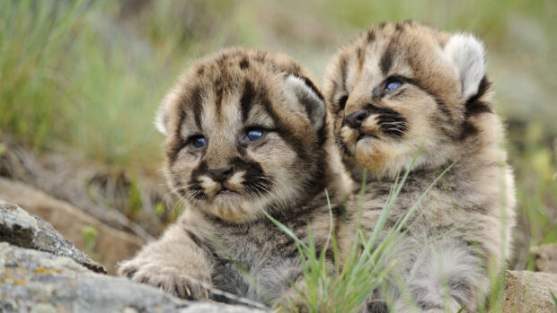Two baby animals resting on grass in their natural habitat, HD Desktop Wallpaper
