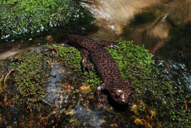A dark patterned salamander is resting on a wet moss covered rock near flowing water, HD Desktop Wallpaper