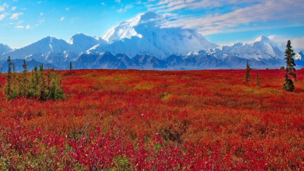 A vibrant red field stretches under the snow covered peaks in Denali National Park And Preserve, 2K Desktop Wallpaper