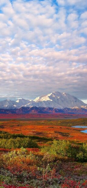 The image captures the vast landscape and colorful foliage of Denali National Park and Preserve, HD Phone Wallpaper