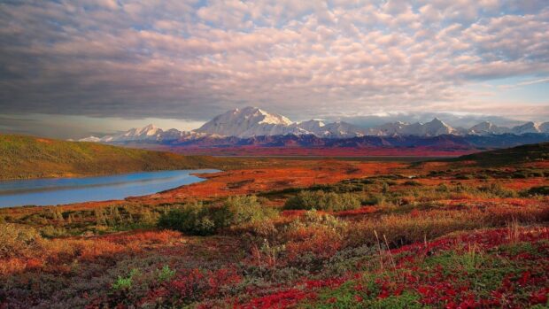 A vibrant landscape with autumn colors and snow capped mountains in Denali National Park And Preserve, HD Desktop Wallpaper