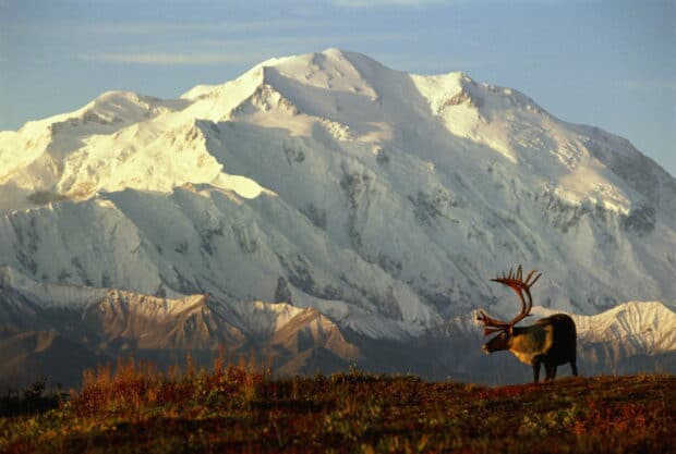 A caribou stands on a field with Denali National Park And Preserve mountains in the background, 2K Desktop Wallpaper