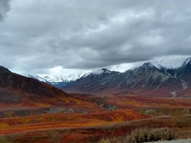 The photo shows colorful autumn tundra and snow capped mountains in Denali National Park, HD Desktop Wallpaper
