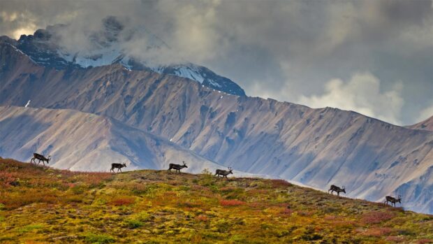 A herd of caribou walking across a colorful tundra under cloudy skies in Denali National Park and Preserve, HD Desktop Wallpaper