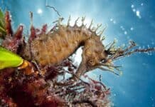 A detailed seahorse swims among sea plants in a clear blue underwater scene, HD Desktop Wallpaper