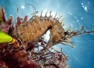A detailed seahorse swims among sea plants in a clear blue underwater scene, HD Desktop Wallpaper