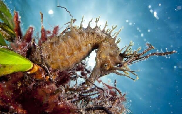 A detailed seahorse swims among sea plants in a clear blue underwater scene, HD Desktop Wallpaper