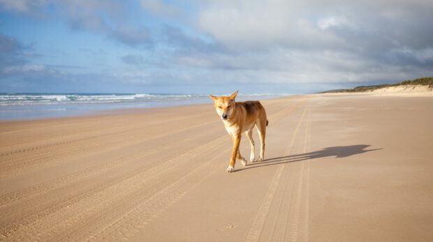 A dingo walks calmly on the sandy beach of Fraser Island with ocean waves in the background, HD Desktop Wallpaper
