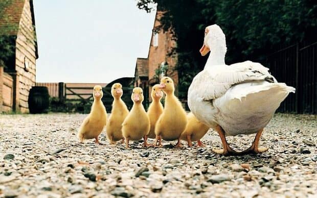 A mother duck leads her ducklings along a rural gravel path in a farm setting, HD Desktop Wallpaper