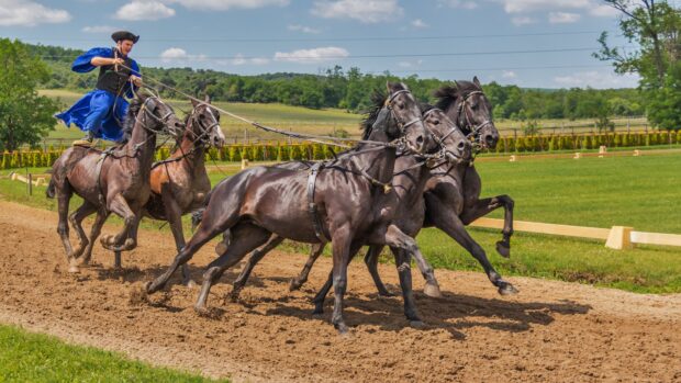 A rider skillfully controls four eventing horses galloping on a dirt track under a clear sky, 4K Desktop Wallpaper