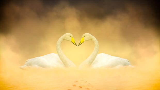 Two elegant swans face each other forming a heart shape on a misty golden lake, 4K Desktop Wallpaper